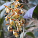 Epidendrum polyanthum - Photo (c) FRANCISCO HERRERA, כל הזכויות שמורות, הועלה על ידי FRANCISCO HERRERA