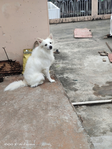 Domestic Dog