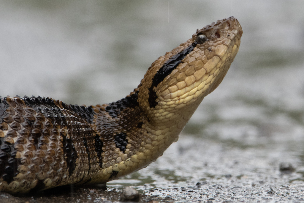 Central American Jumping Pit Viper in December 2021 by Mason Maron