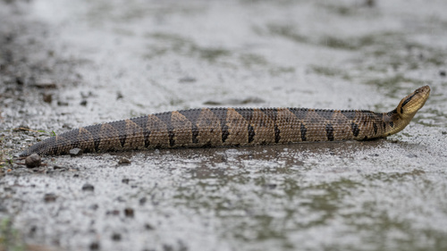 Central American Jumping Pit Viper