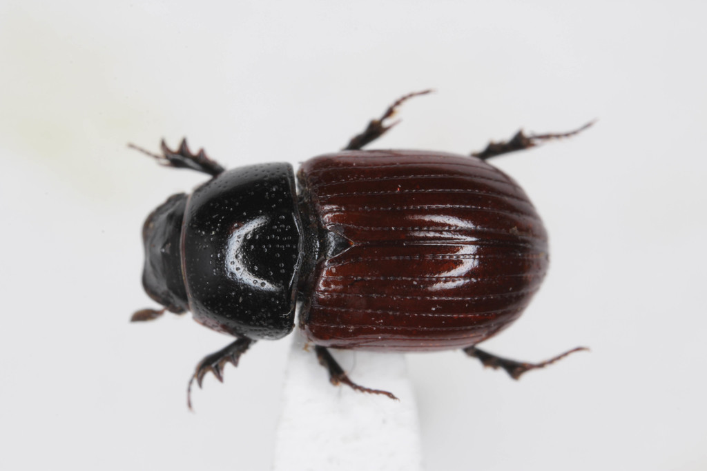 European Dung Beetle (Aphodius fimetarius)  iNaturalist