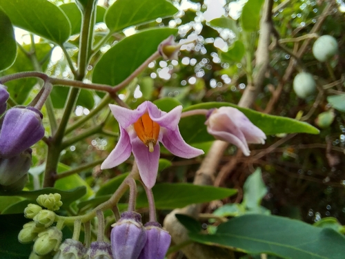 Solanum pelagicum