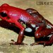 Santander Poison Frog - Photo (c) Elson Meneses Pelayo, all rights reserved, uploaded by Elson Meneses Pelayo
