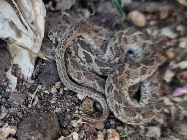 Egg-eating Snake from Rooi-Els, 7196, South Africa on December 24, 2021 ...