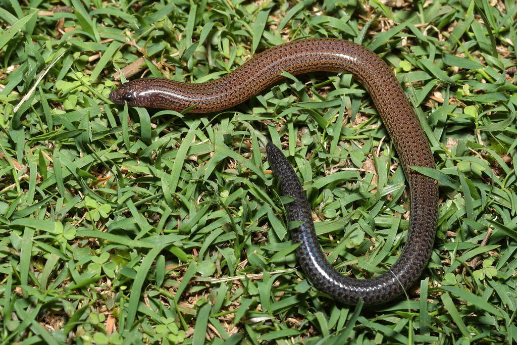 Short-limbed Snake-skink (Ophioscincus truncatus)