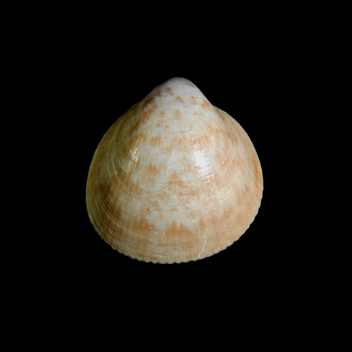 Norwegian Egg Cockle