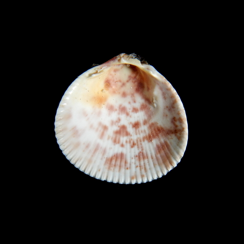 Norwegian Egg Cockle