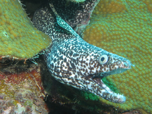Spotted Moray