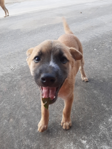 Domestic Dog