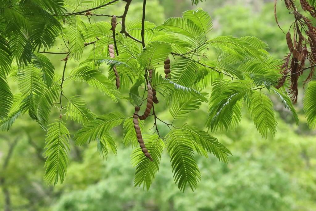 Anadenanthera peregrina  iNaturalist
