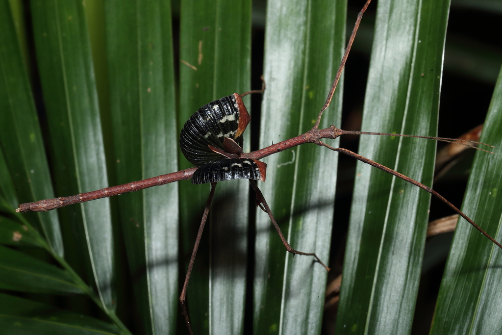 December Insect Gorgon Stick Insect in December 2021 by Todd Burrows · iNaturalist