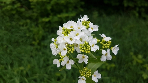 Valgomasis krienas nuotrauka