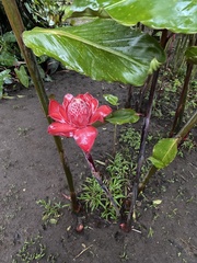 Etlingera elatior image