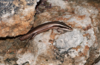 Anguilla Bank Skink - Photo (c) Karl Questel, all rights reserved, uploaded by Karl Questel