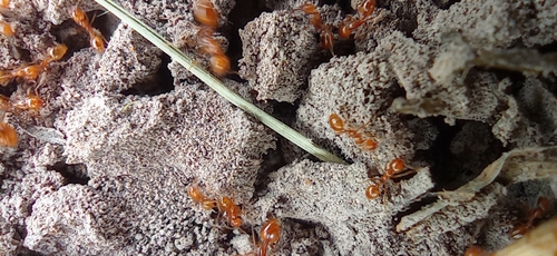 Solenopsis weyrauchiSolenopsis weyrauchi