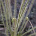Drosera filiformis filiformis - Photo (c) daiko, όλα τα δικαιώματα διατηρούνται