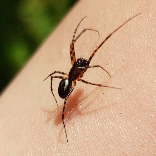 Garden Hammock Spider
