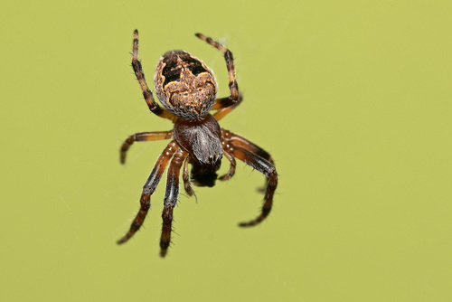 Larinioides patagiatus