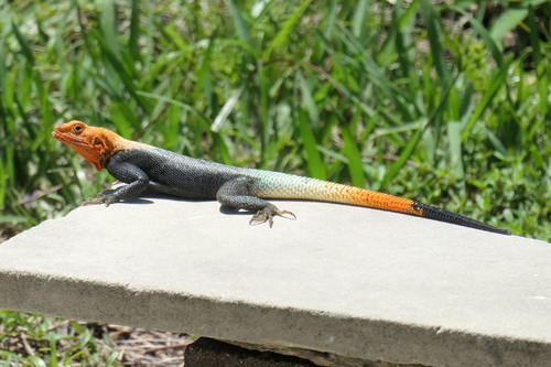 Peters's Rock Agama