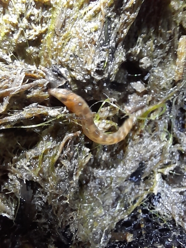 Atlantic Spined Loach
