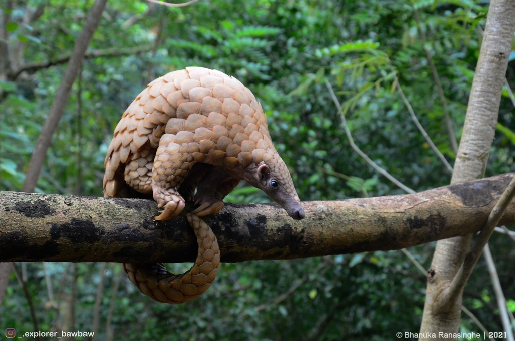 Indian Pangolin in December 2021 by Bhanuka Ranasinghe. This animal was ...