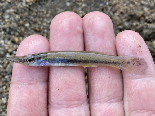 Pike Topminnow