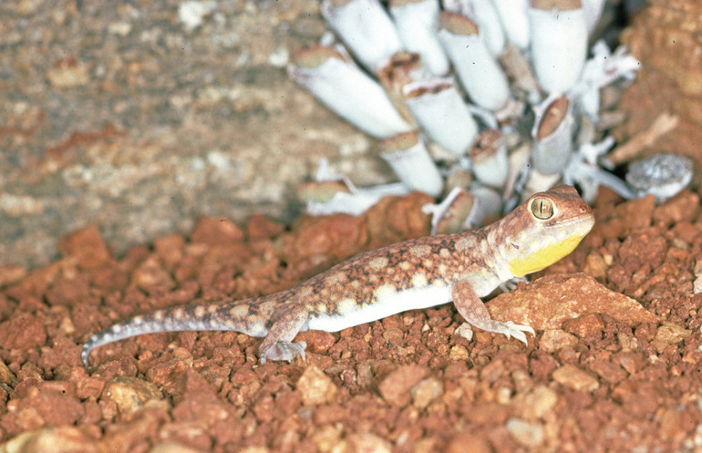 Spotted Barking Gecko from Springbok, South Africa on March 22, 1992 by ...