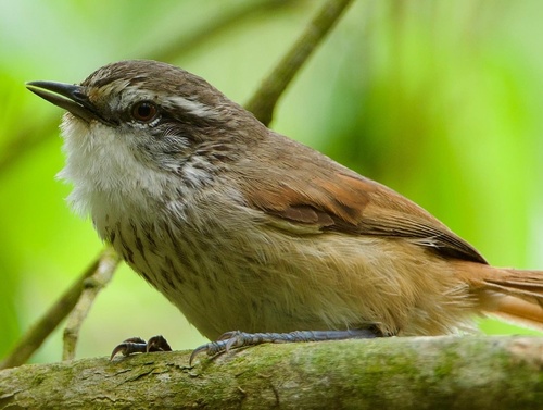 Necklaced Spinetail