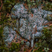 Candy Lichen - Photo (c) blue543, all rights reserved, uploaded by blue543