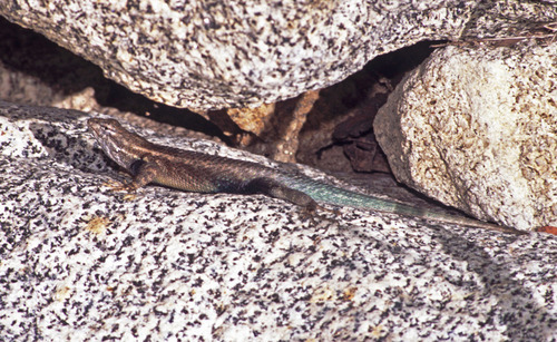 Cape Arboreal Spiny Lizard