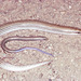 Striped Dwarf Burrowing Skink - Photo (c) Paul Freed, all rights reserved, uploaded by Paul Freed