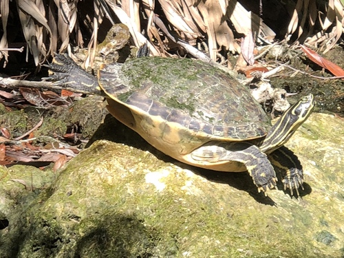 Peninsular Cooter