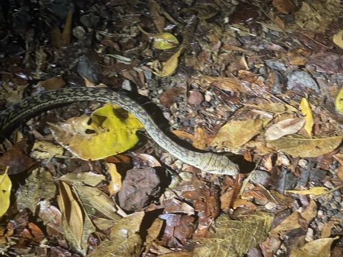 Australian Scrub Python sighting