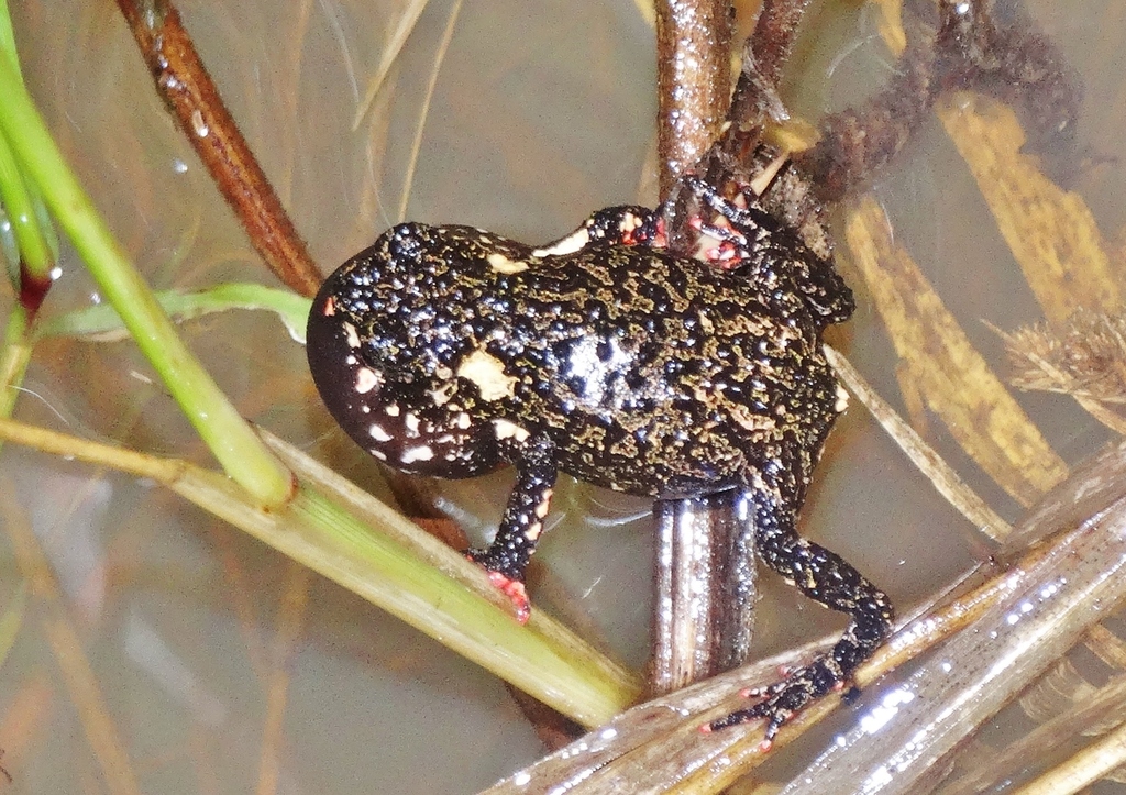 Paraguay Red-bellied Toad (Melanophryniscus paraguayensis)