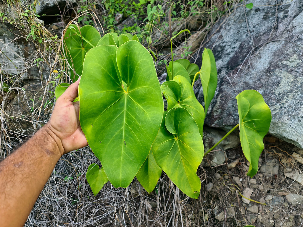 Organ Mountain Laceleaf (Anthurium cordatum)  iNaturalist