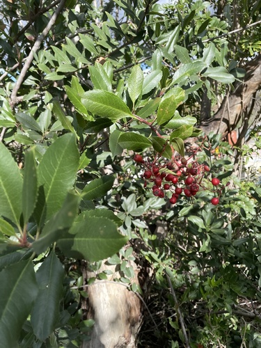iNaturalist observation photo of Toyon