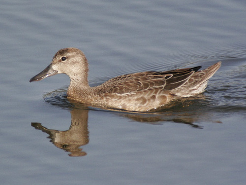 iNaturalist observation photo of Cinnamon Teal
