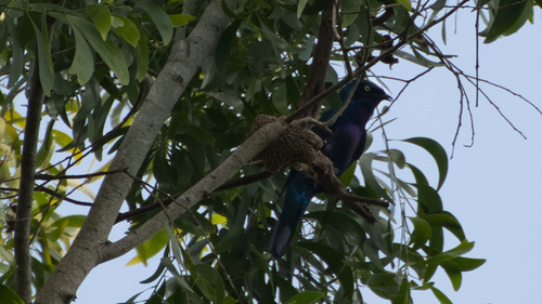 Splendid Starling