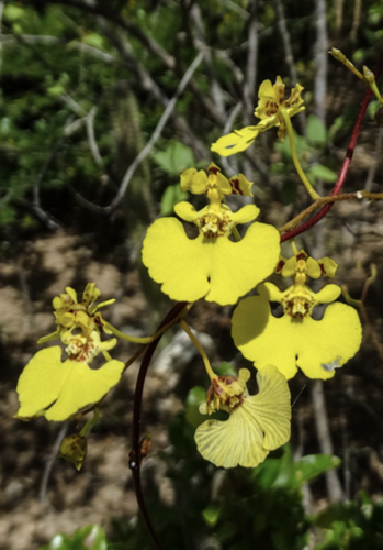 Tail-Leaved Tolumnia