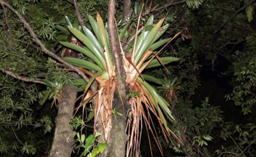 pirigallo (Vriesea ringens)