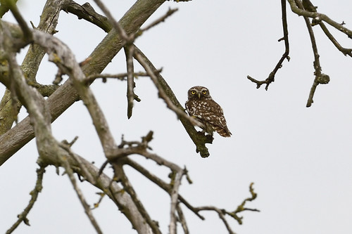 View observation of {o.common_name} on iNaturalist