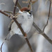 House × Eurasian Tree Sparrow - Photo (c) gbudyk, all rights reserved, uploaded by gbudyk
