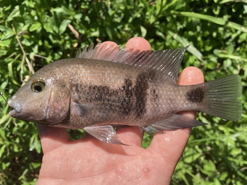 Peten Cichlid