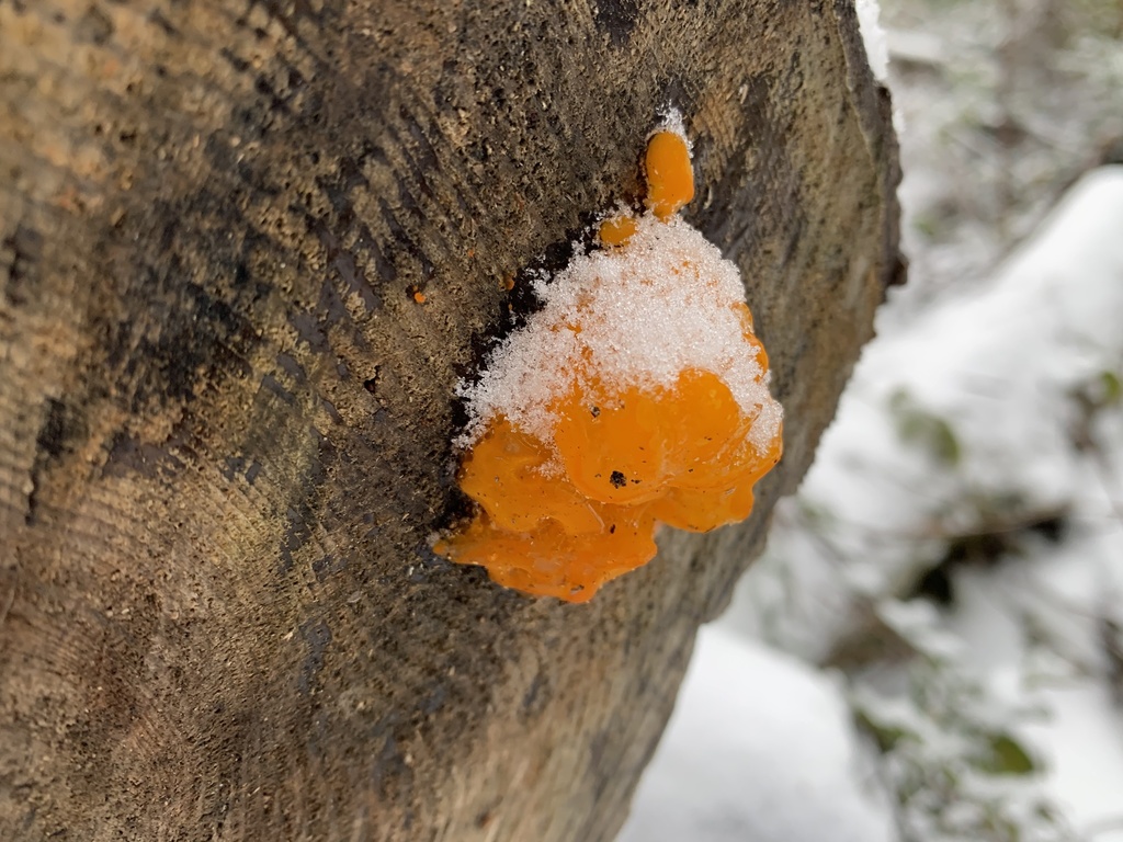 Orange Jelly Spot from Foxglove Ln, Pacific Beach, WA, US on December