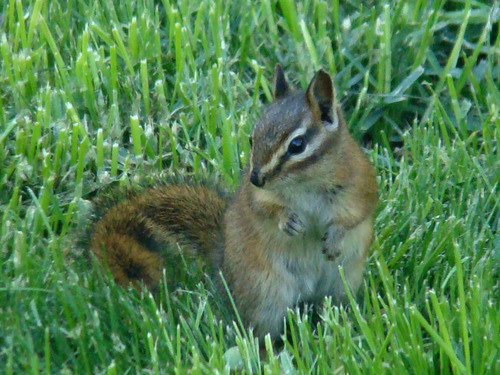 Red-tailed Chipmunk