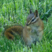 Red-tailed Chipmunk - Photo (c) Terry Gray, all rights reserved
