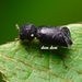 Xylopsocus radula - Photo (c) Fan Gao, todos los derechos reservados, subido por Fan Gao