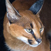 Caracal - Photo (c) Craig Minkley, all rights reserved, uploaded by Craig Minkley