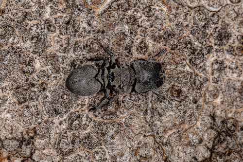Cephalotes borgmeieri (Kempf, 1951)