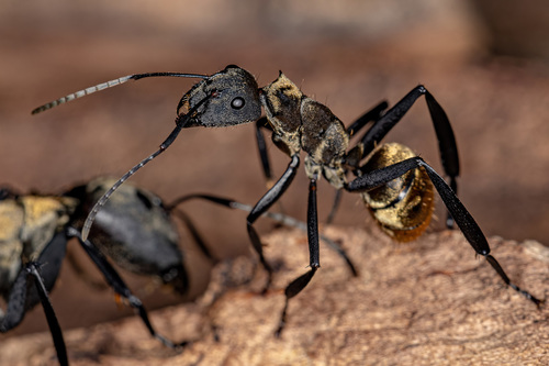 Shimmering Golden Sugar ant